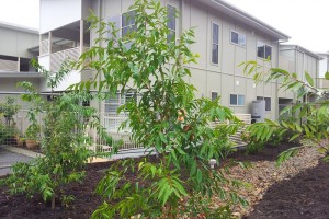 Springwood Retirement Village